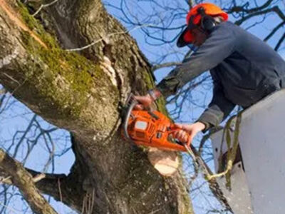 Cutting Tree Limb