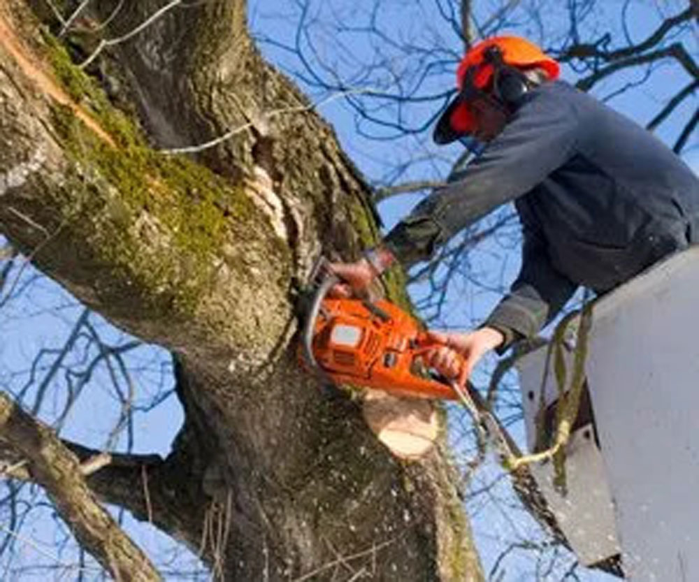 Cutting Tree Limb